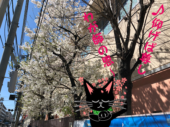 こま桜.JPG