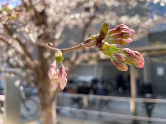 つぼみの桜.jpg