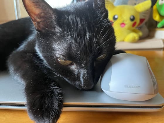 マウスを枕に.jpg