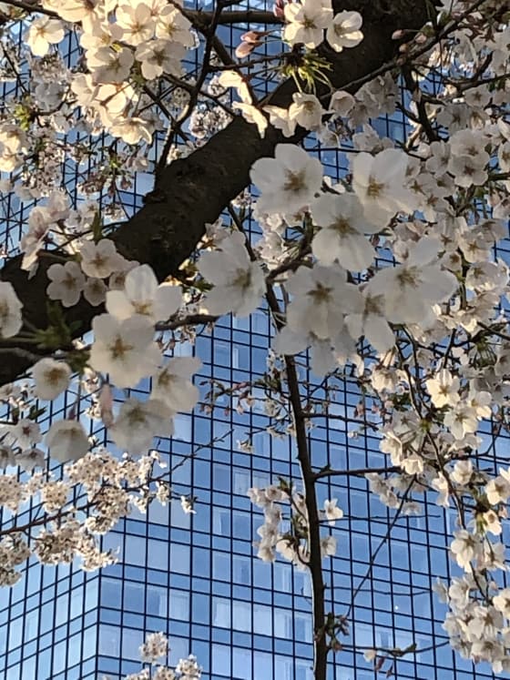 中央公園の桜.jpg
