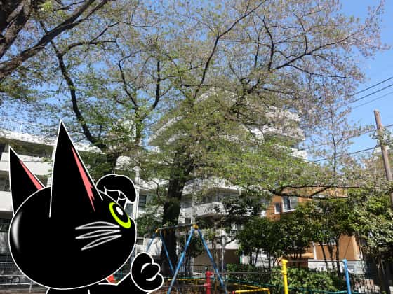 公園の葉桜.jpg