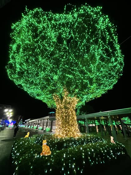 大きな木.jpg
