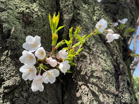 弥生公園の桜.jpg