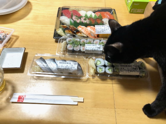 猫がお寿司を狙ってる.jpg