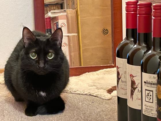猫とワインボトル.jpg