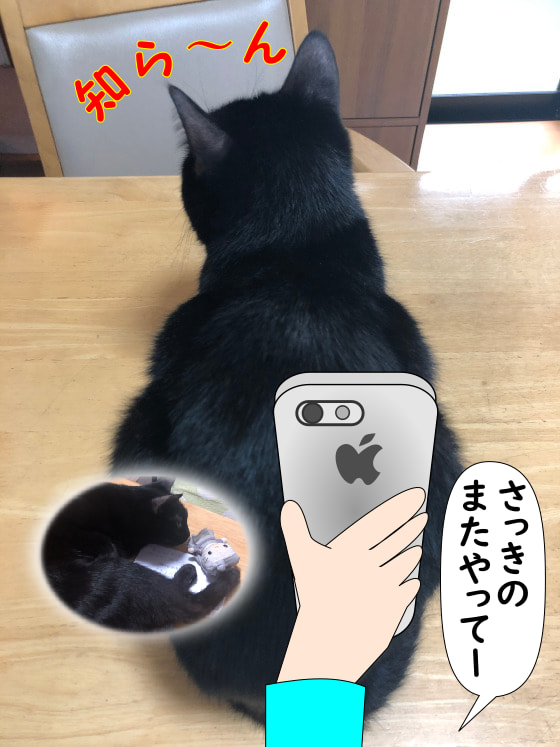 猫にテイク2.jpg