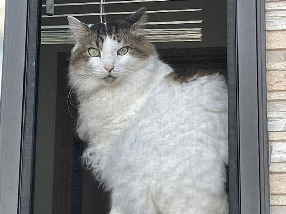 窓辺の猫ちゃん.jpg