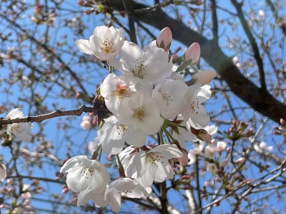 花開く桜.jpg