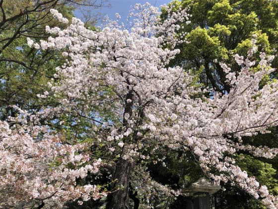 長持ちしている桜.jpg