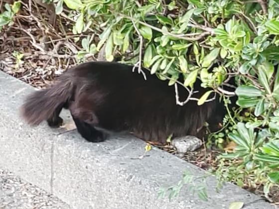 隠れる黒猫.jpg