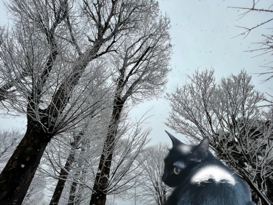 雪景色と黒猫.png