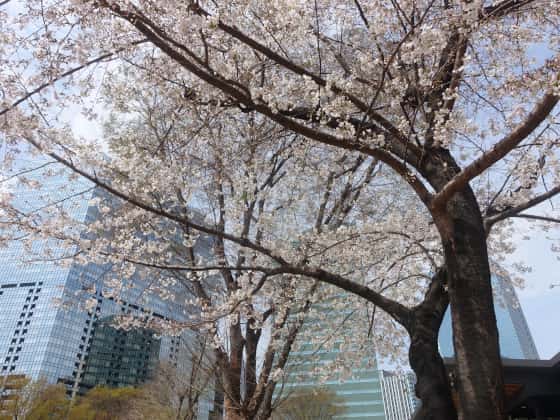 高層ビルを覆う桜.jpg
