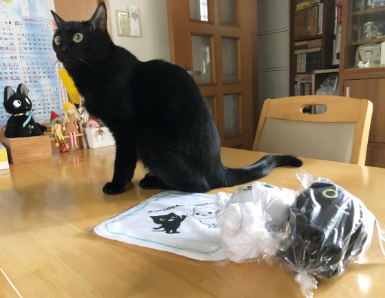 黒白猫とご対面.jpg